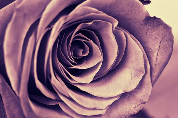 Vintage purple rose — Stock Photo, Image