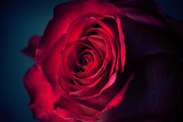 Beautiful red rose texture