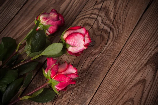 Red roses — Stock Photo, Image