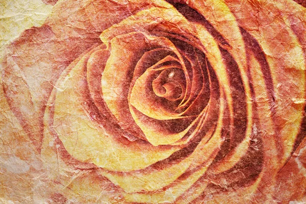 Rosa gialla — Foto Stock