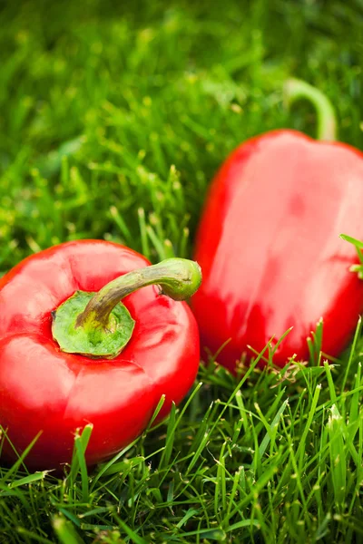 Fresh bell peppers — Stock Photo, Image