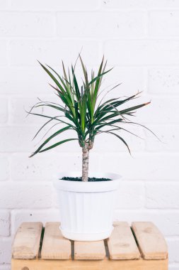 Dracaena tencerede