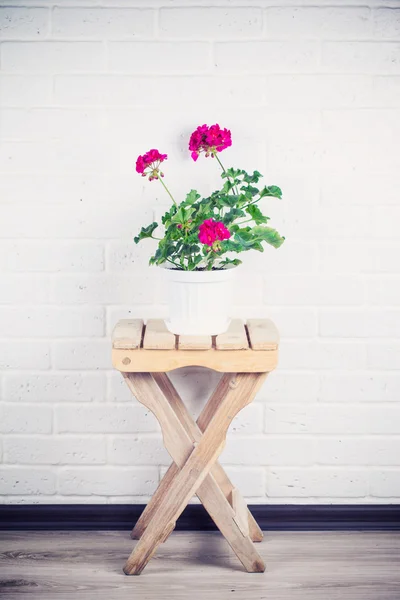 Pelargonium merah muda — Stok Foto