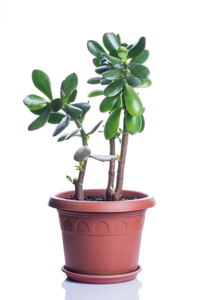 Crassula im Topf — Stockfoto