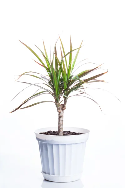 Dracaena em panela — Fotografia de Stock