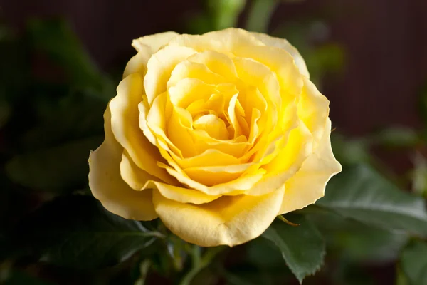 Primer Plano Hermosa Rosa Amarilla —  Fotos de Stock