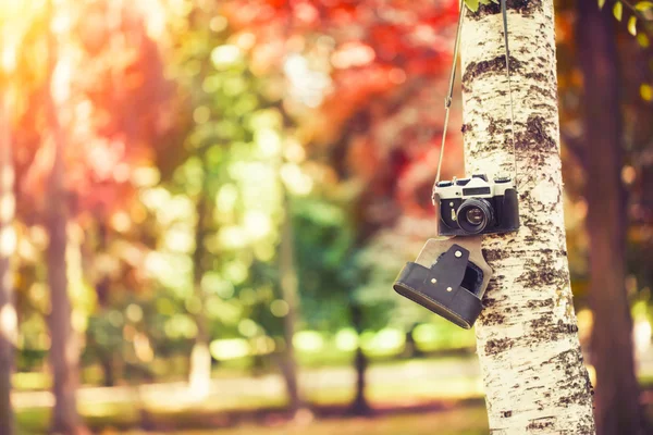 Cámara colgando de un árbol —  Fotos de Stock