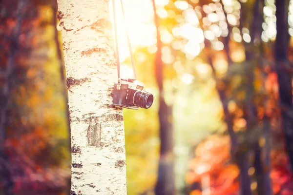 Macchina fotografica appesa ad un albero — Foto Stock