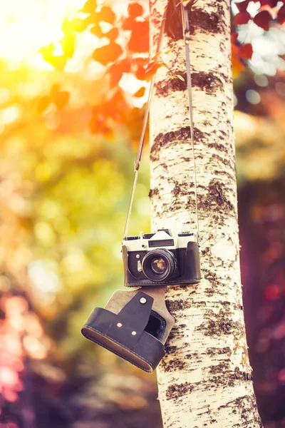 Câmera pendurada em uma árvore — Fotografia de Stock