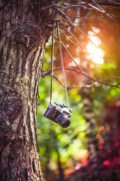 Cámara colgando de un árbol — Foto de Stock