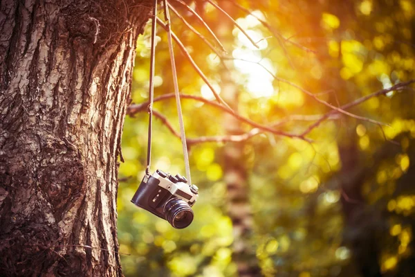 Камера висит на дереве — стоковое фото