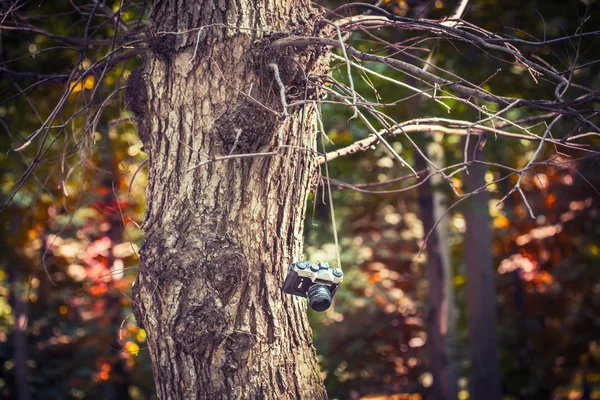 Camera hanging on a tree — Stock Photo, Image