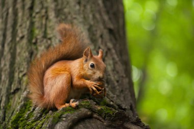 Sincaplar fındık yer