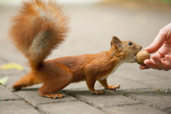 Eichhörnchen frisst Nuss — Stockfoto