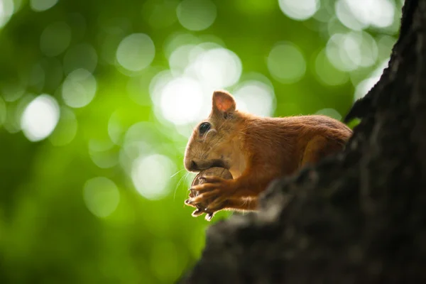 Scoiattolo mangia noce — Foto Stock