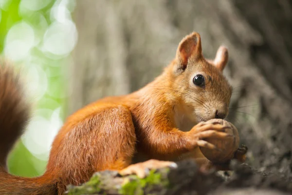 Scoiattolo mangia noce — Foto Stock