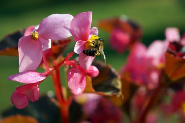 Çiçeğin üzerinde oturan arı.