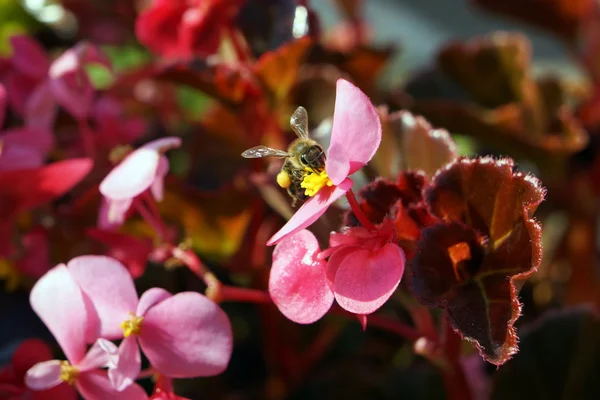 Abeille assise sur la fleur — Photo