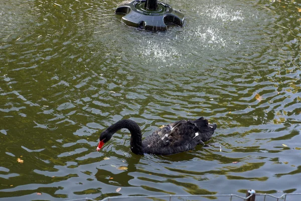 Black swan in lake — Stock Photo, Image