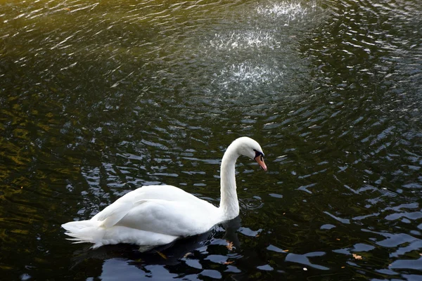 A white swan swimming — Stock Photo, Image