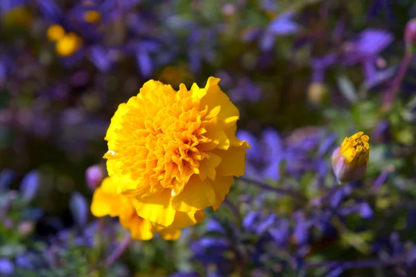 Žlutá květina v popředí v přírodních podmínkách. — Stock fotografie
