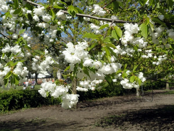 Frühlingsstimmung mit einem blühenden Baum — Stockfoto