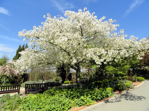 Vår atmosfär med ett blommande träd Royaltyfria Stockbilder