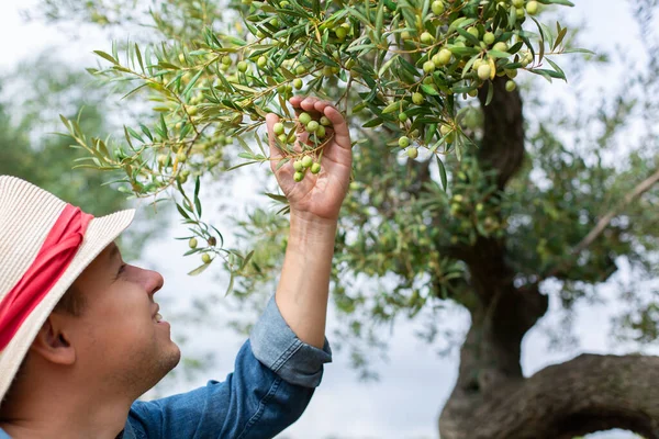 収穫期にオリーブの木を確認する農家 — ストック写真