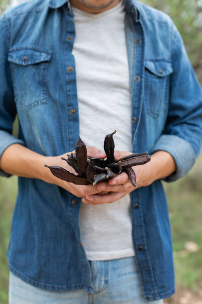 Фермер держит в руках спелые капсулы рожкового дерева во время сбора урожая