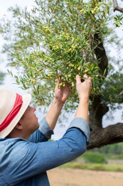 Çiftçi hasat mevsiminde zeytin ağacını kontrol ediyor