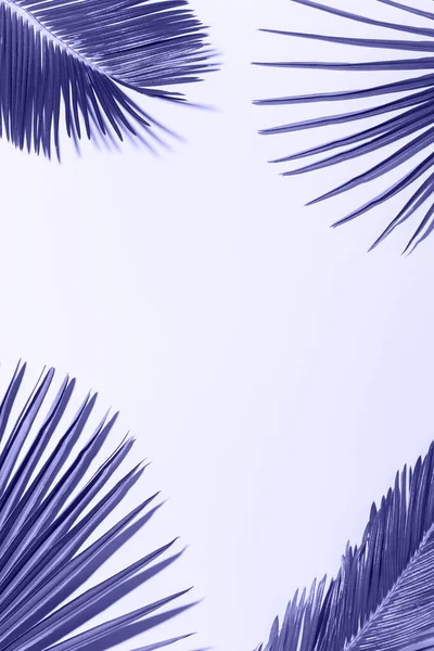 Tropiska palmblad bakgrund, semester semester koncept — Stockfoto