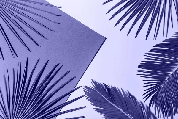 Feuilles de palmier tropical fond, vacances vacances d'été concept — Photo