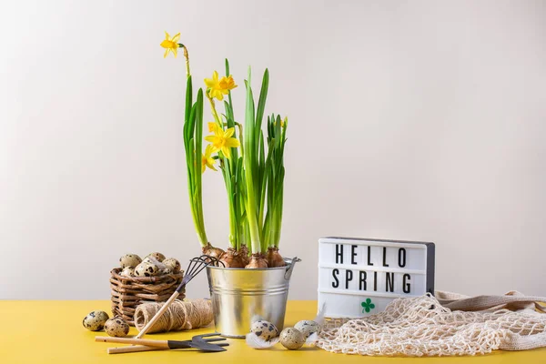 Composição de férias de Páscoa de primavera com flor narciso, ovos de codorna — Fotografia de Stock
