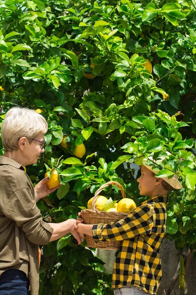 木からレモンを収穫する少年と上級農家 — ストック写真