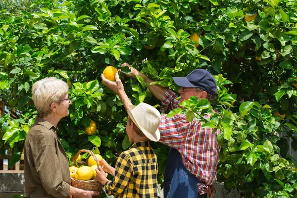 ツリーからレモンを収穫する少年と上級農家 — ストック写真