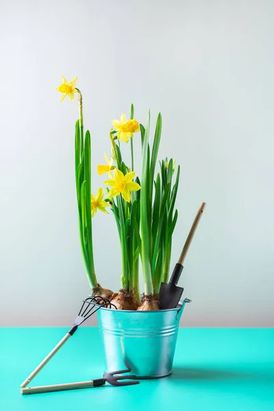 Composição de férias de Páscoa de primavera com flor narciso, ovos de codorna — Fotografia de Stock