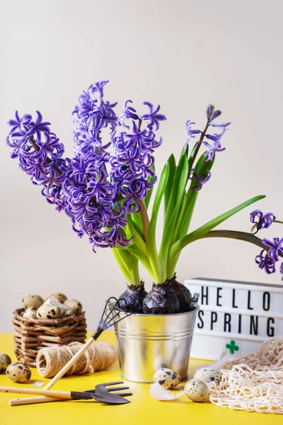 Primavera Páscoa composição de férias com flor de jacinto e ovos de codorna — Fotografia de Stock