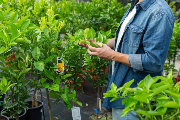 Young man buying citrus plants in the Garden center. Greenhouse for the sale of plants and flowers, outdoor and indoor, assortment of seasonal, fruit and decorative plants.