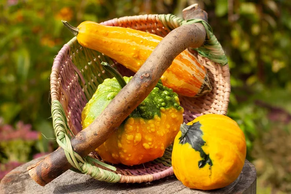 Ornamental pumpkins in colorful basket. Wooden log. Bokeh blurry background