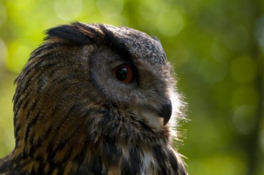 Kartal baykuş