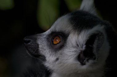 Ring-Tailed Maki
