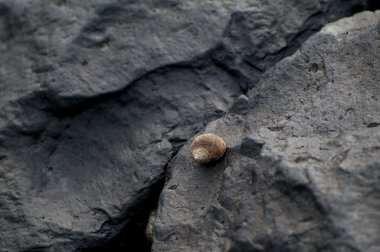 kabuk üzerinde siyah kaya