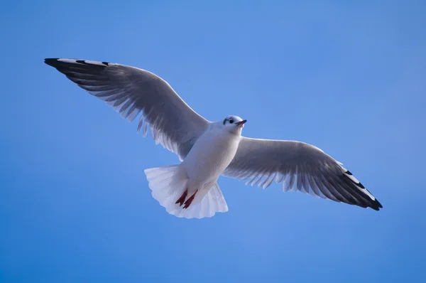 Gaivota voadora — Fotografia de Stock