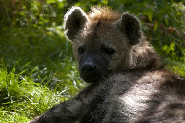 Portret van een hyena — Stockfoto