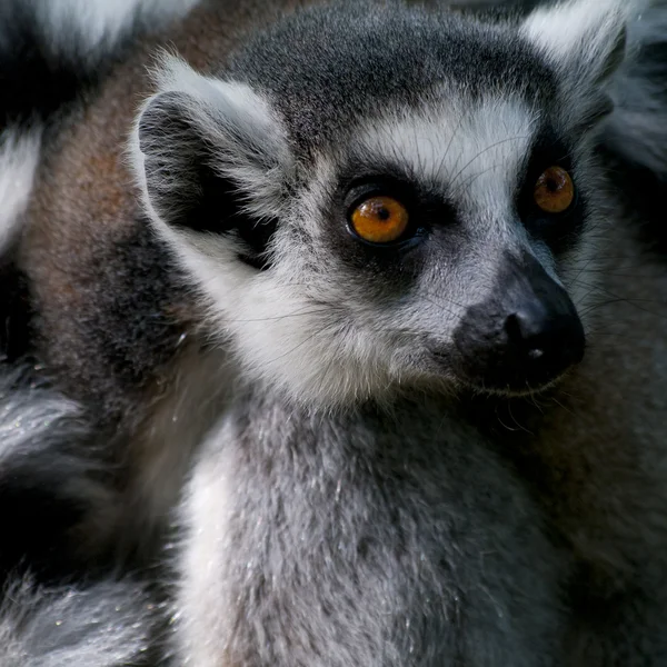 bakan ring-tailed Maki
