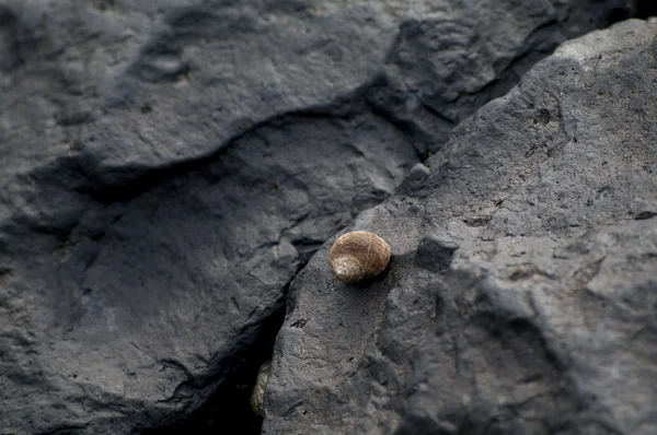 Shell on black rock — Stock Photo, Image