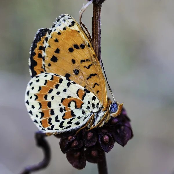 Blau und orange — Stockfoto