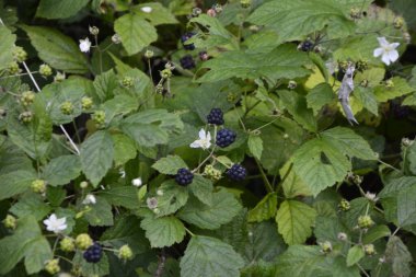 Rubus ultraviyole çiçeğinin beyaz çiçeği ve siyah meyveleri, Rosaceae familyasından sarmentöz görünümlü bir çalı türüdür ve genellikle yenilebilir meyveleri olan böğürtlen olarak bilinir..