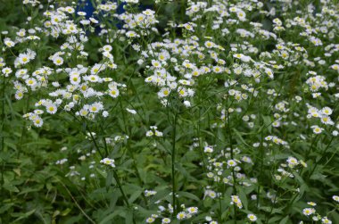 Karşınızda güzel bir Erigeron Annuus çiçek bahçesi. Erigeron Annuus subsp. Strigosus - Yazın vahşi bitki vuruşu.