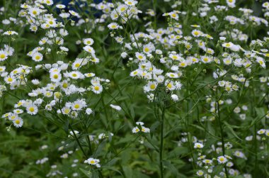 Karşınızda güzel bir Erigeron Annuus çiçek bahçesi. Erigeron Annuus subsp. Strigosus - Yazın vahşi bitki vuruşu.